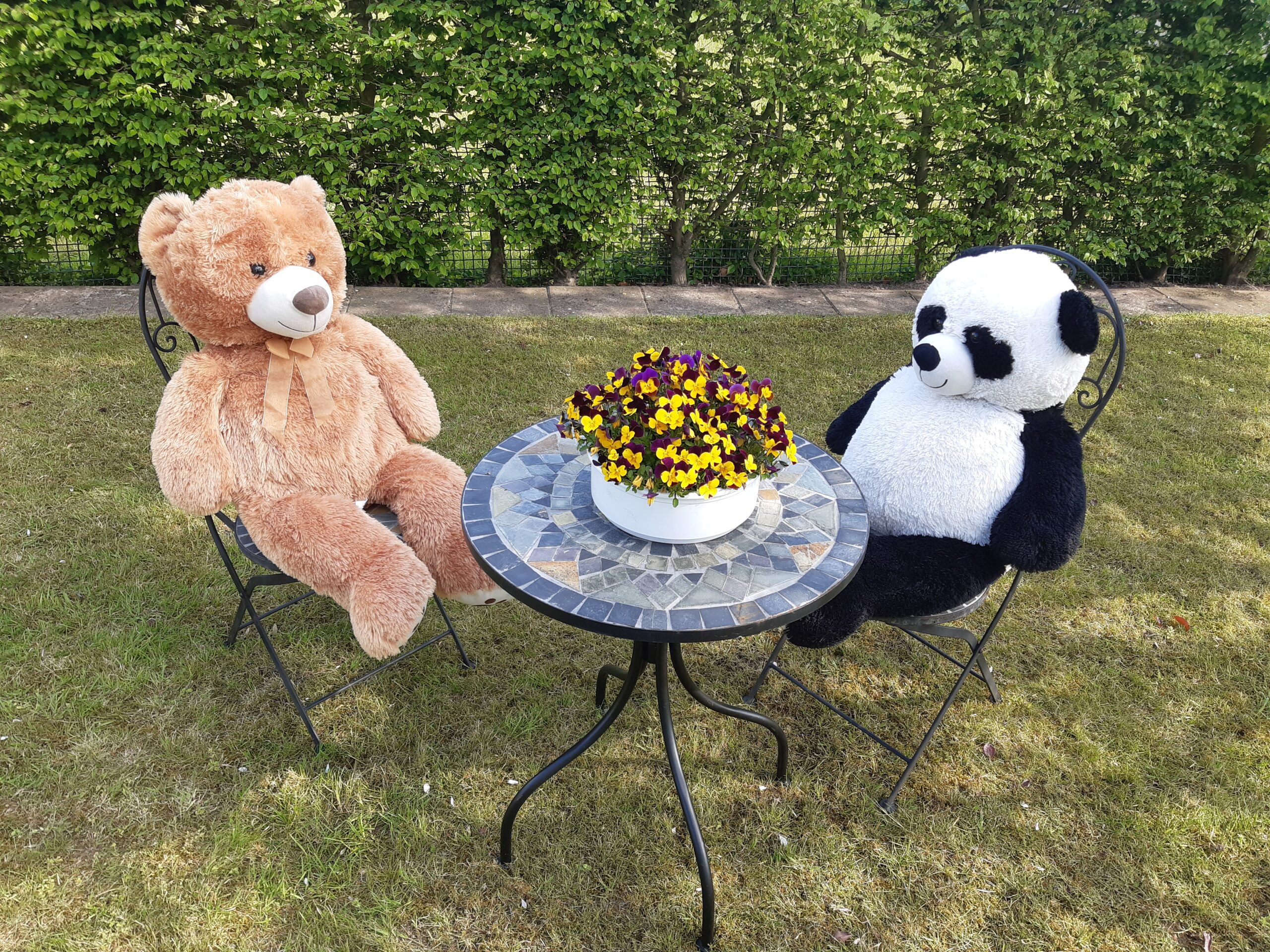Foto Zwei dicke, große Teddybären sitzen an einem Bistrotisch auf einer Rasenfläche